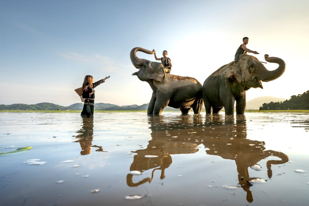 Elephants being guided across a river with scenic hills in the background