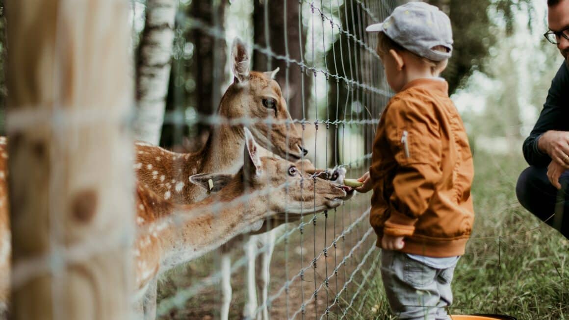 espèces parc zoologique